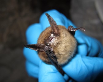 A northern long-eared bat with white nose syndrome. Image: U.S. Fish and Wildlife Service/ Wikimedia Commons
