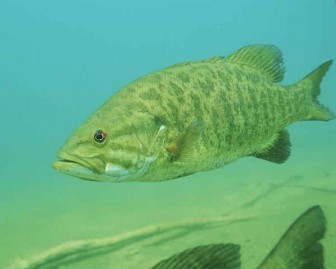 Smallmouth bass. Image: U.S. Fish and Wildlife Service