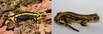 Healthy fire salamander (left) and fire salamander infected with Bsal (right). Images: John Clare on Flickr and F. Pasmans on wikipedia
