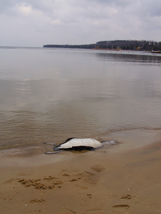 loon carcass