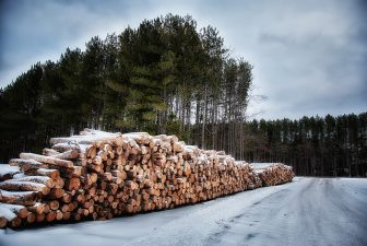 Timber from a Michigan forest. Image: Russ Allison Loar