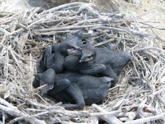 Cormorant chicks. Image: Patrick Madura