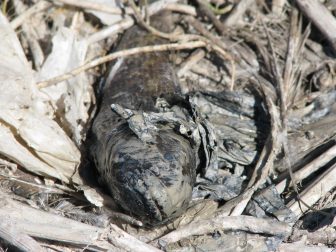 A regurgitated round goby near a Cormorant nest. Image: Patrick Madura