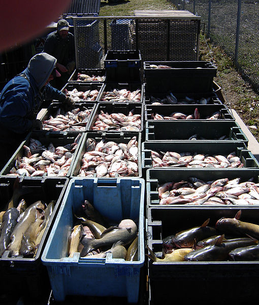 Lake Erie white bass and catfish bound for New York supermarkets. Image: Mike Sharp via wikimedia