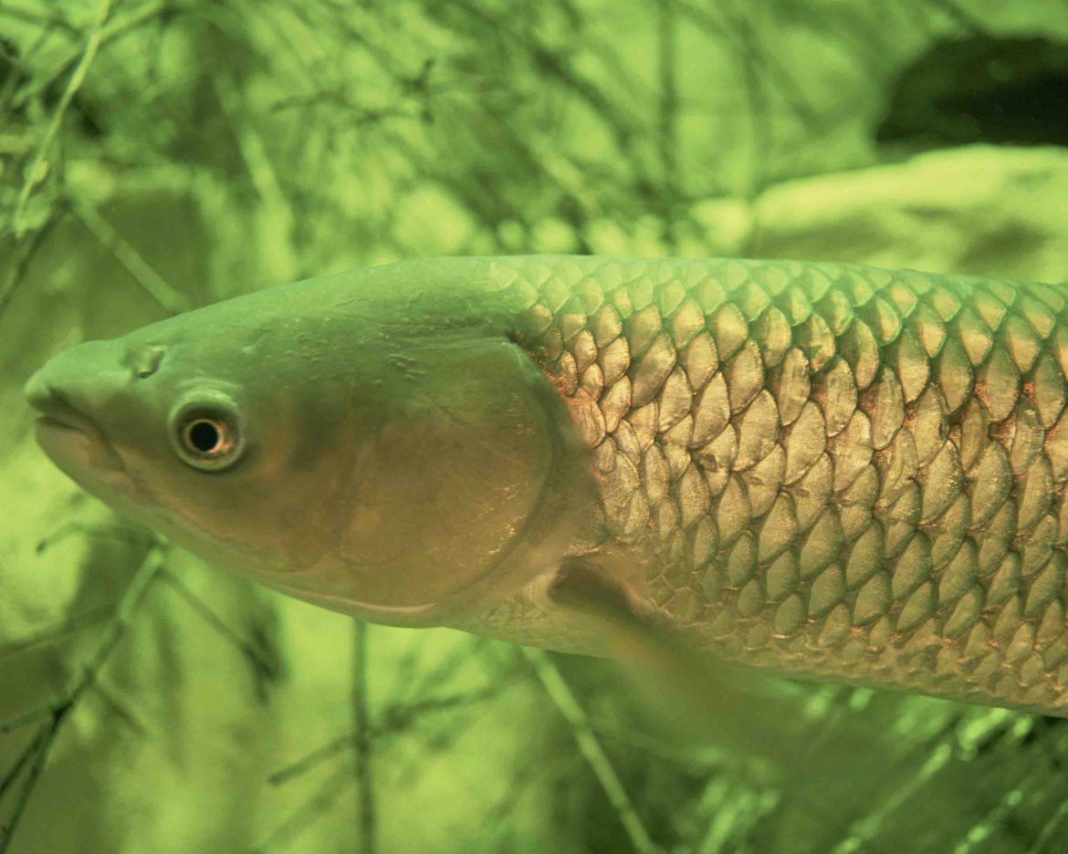 grass-carp-shows-up-in-st-lawrence-river-great-lakes-echo