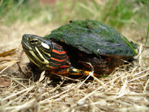 Painted turtles bring color to golf course greenery. Image: E. Eskew.