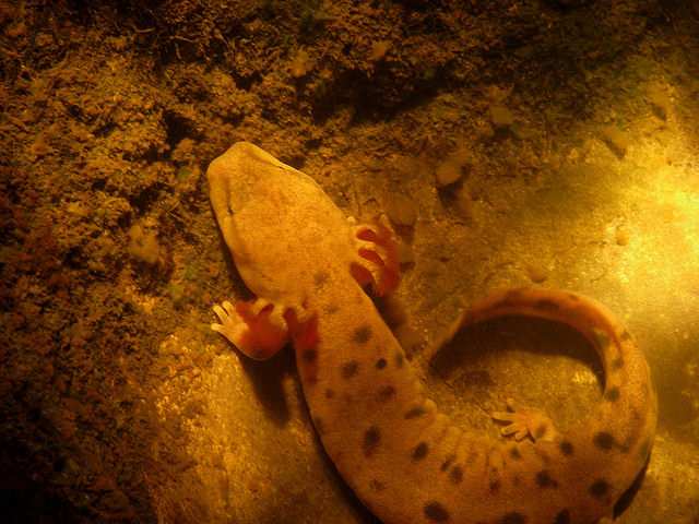 Mudpuppies are salamanders with red gills that live at the bottoms of lakes and rivers. Image: Nick Cairns, Flickr.