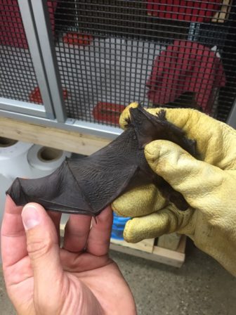 Unfolding the wing of a big brown bat. Image: Eamon Devlin