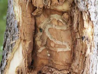An adult ash borer within the wood tissue. Image: Gerald Wheeler