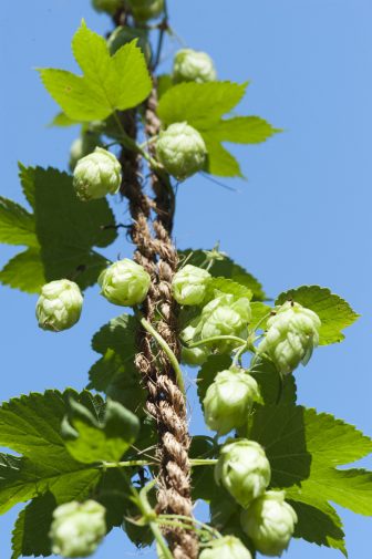 Hops are grown on rope. Image: Gary Howe