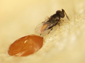 A parasitic wasp injects its egg in the egg of an emerald ash borer where it will hatch, grow and kill the host egg. Image: Jian Duan