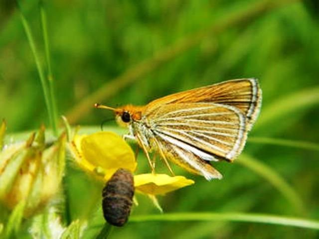 The Poweshiek Skipperling is an endangered butterfly that lives mainly in prairie fen wetlands in southeast Michigan. Image: Dave Cuthrell, MSU Extension.