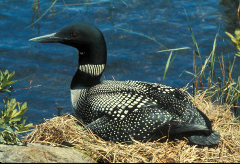 Call me, maybe…or if you’re a common loon, then definitely. Image: US FWS.