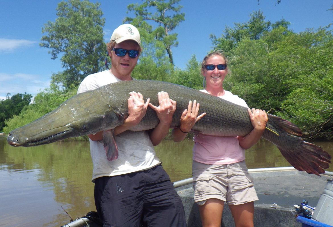 An alligator gar can weigh up to 300 pounds. Image: Florida Fish and Wildlife, Flickr.
