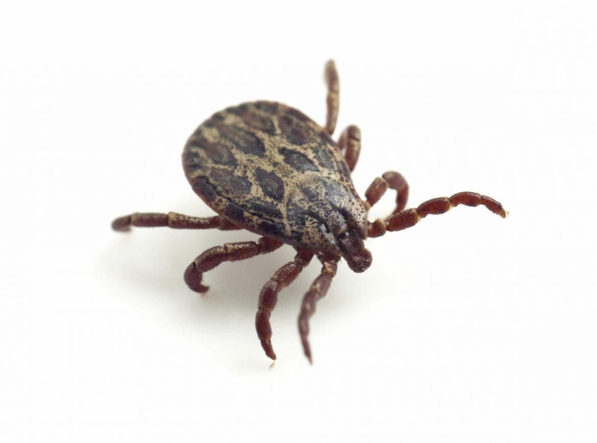 Ticks can transmit up to 14 diseases to humans. Image: U.S. Department of Agriculture, Flickr.