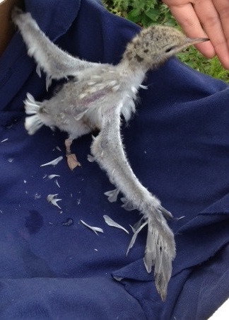 Chick suffering premature feather loss. Image: Jennifer Arnold