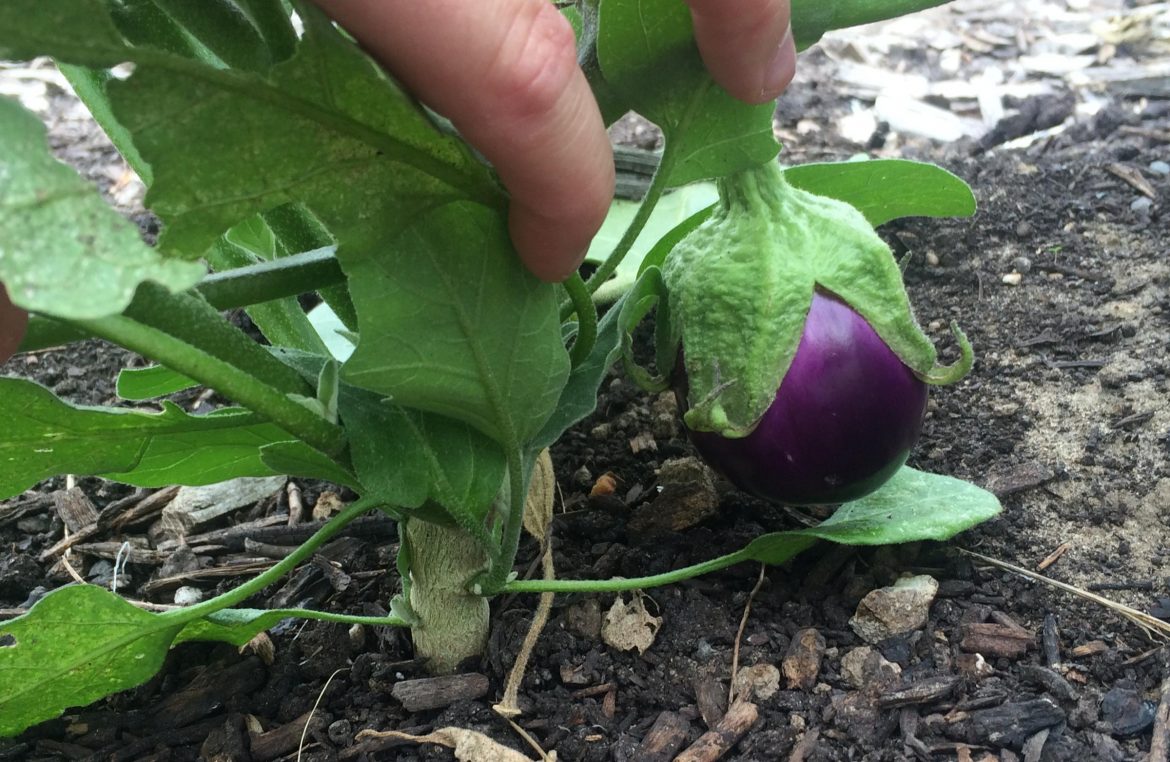 An eggplant starting to grow in the garden. Image: Katie Cook, WKAR.