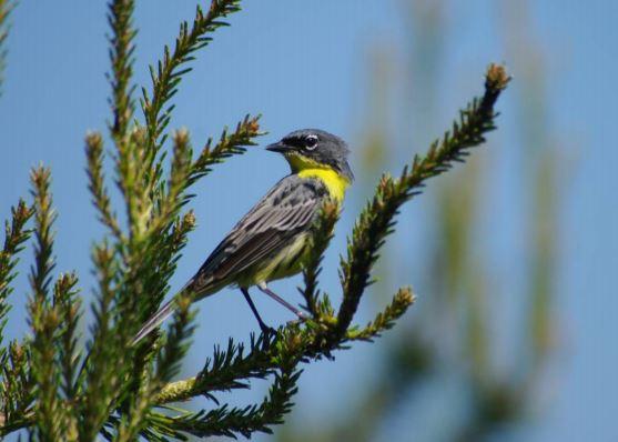 The Kirtland's Warbler was on the verge of extinction 50 years ago. It breeds almost exclusively in Michigan. Image: Dan Kennedy, Michigan DNR.