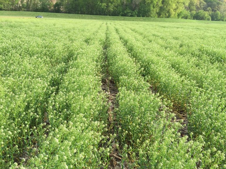 Commercial pennycress field in April. Image: Jerry Steiner, Arvegenix