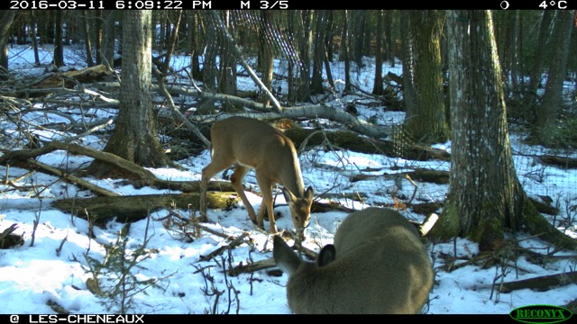 White-tailed deer are eating saplings in northern Wisconsin forests.