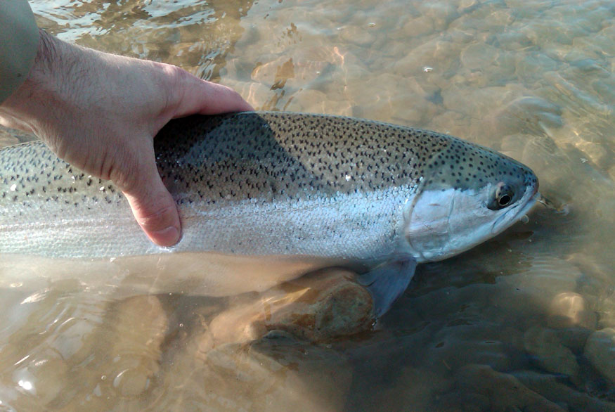 Michigan chumming ban on trout streams upsets anglers