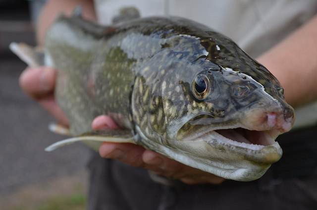 Lake trout was one of the species studied. Image: USFWS Midwest.
