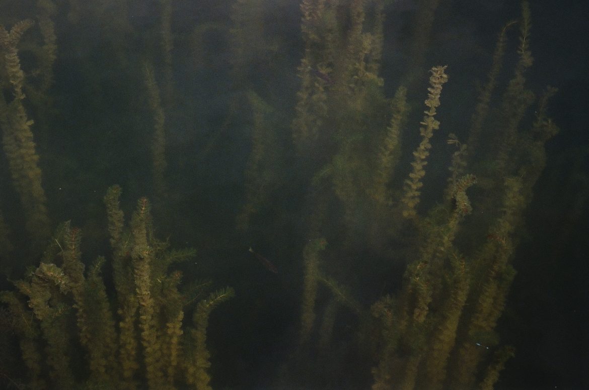 Cracking down on invasive species like Eurasian watermilfoil is one of the recommendations in the white paper. Image: Marie Orttenburger