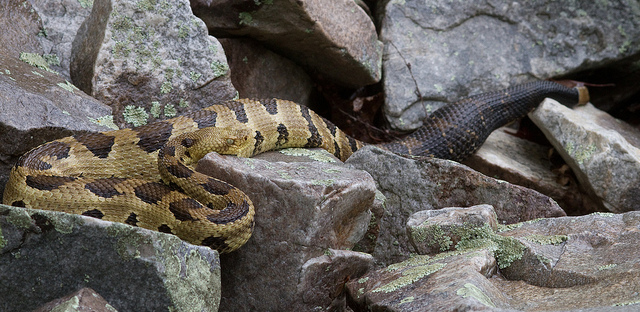 A timber rattlesnake at its den in Virginia. Image: Brian Gratwicke, Flickr.