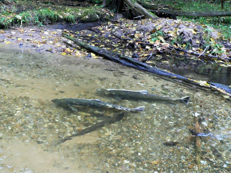 Pacific salmon often spawn in the streams in which they were hatched or stocked. Image: Brandon Gerig