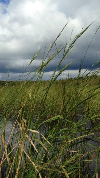 Restoring wild rice beds takes years of re-seeding and management. Photo: Barb Barton