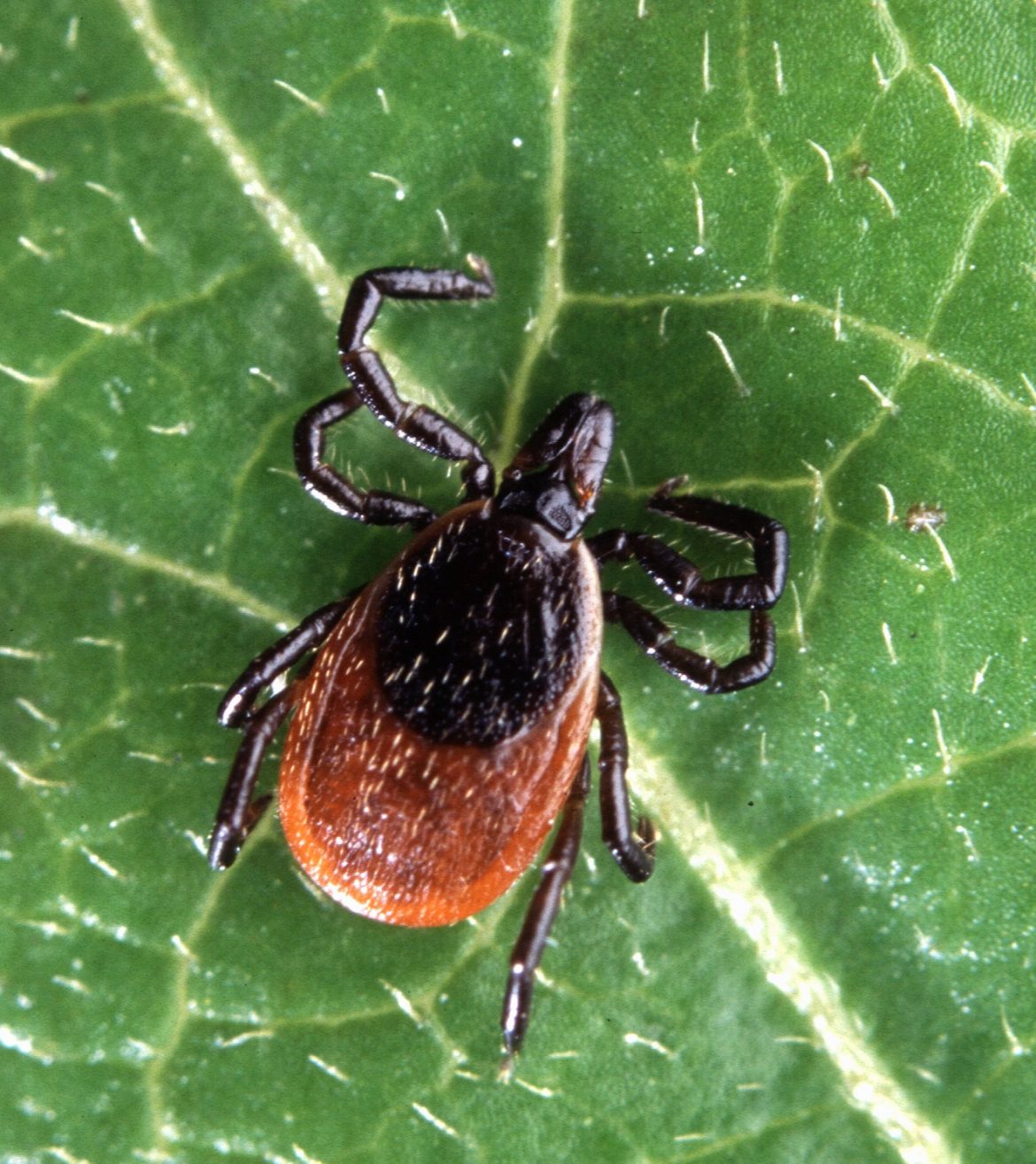 Deer ticks carry Lyme disease. Image: Wikimedia Commons