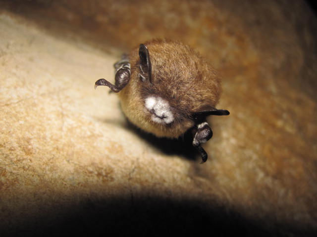 Bat with white nose syndrome. Image: Wikimedia Commons