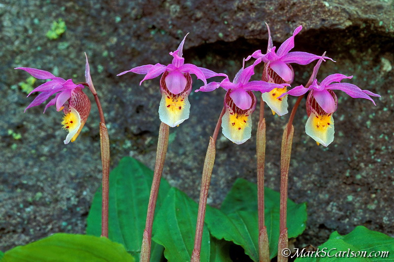 The calypso bulbosa is considered by some to be among the state’s most beautiful native orchids. Image: Mark S. Carlson