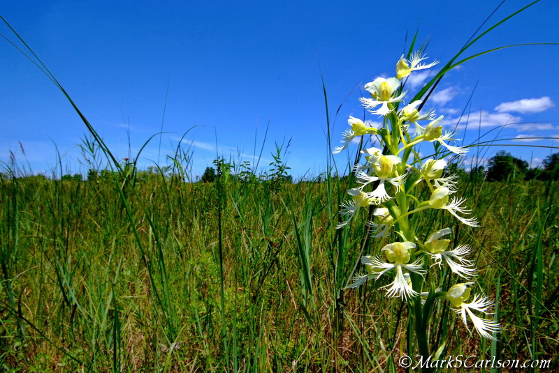 The Eastern prairie-fringed orchid is among the rarest in Michigan. Image: Mark S. Carlson