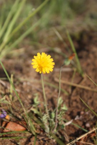 A false dandelion, one of the first clues that there was a sand prairie on Pierce Cedar Creek's new property. Image: Jennifer Howell