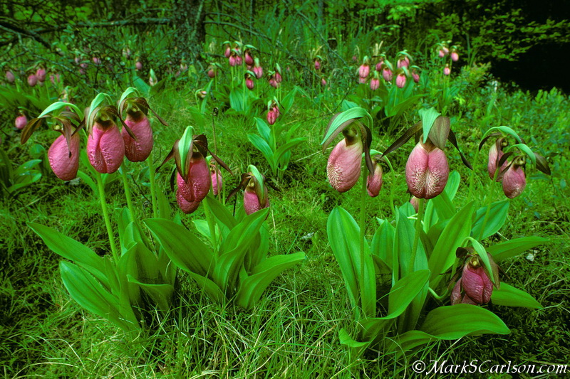 Carlson fell in love with orchids when his mentor Larry West took him to see pink lady’s slippers in 1980. Image: Mark S. Carlson