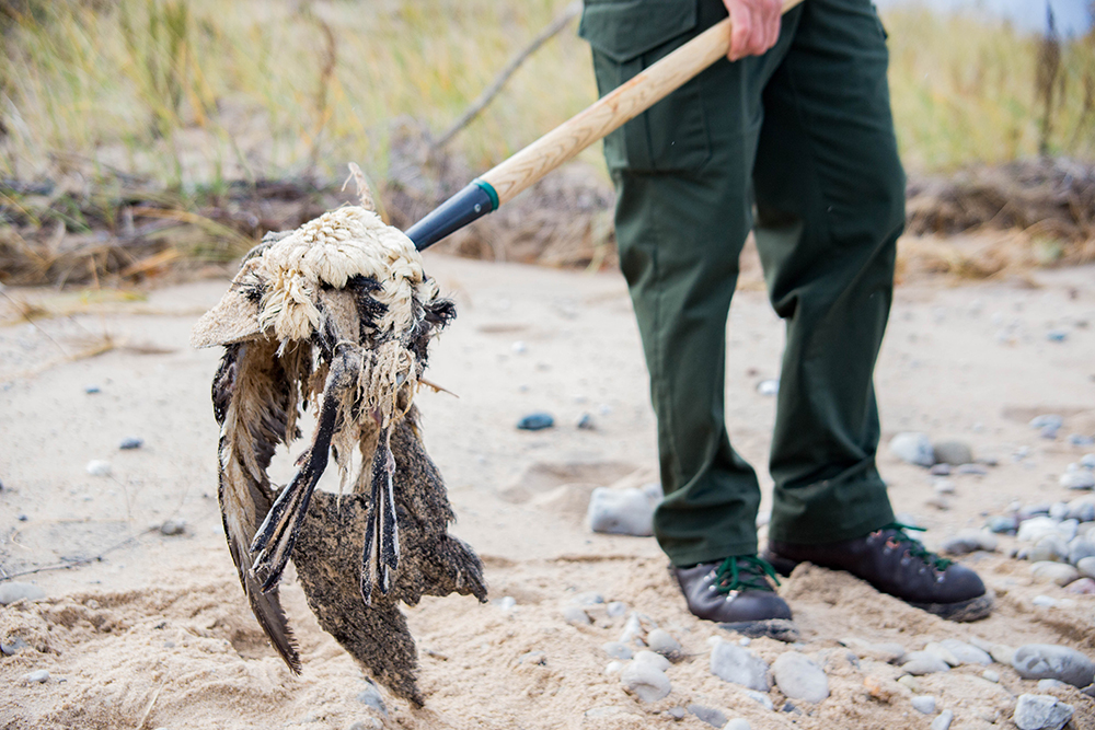 Researcher Dan Ray removes a dead bird from the coastline. Image: Samuel Corden
