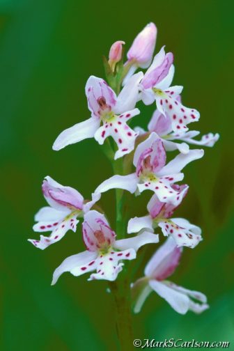 Carlson searched for the small round-leaved orchis for 30 years. Image: Mark S. Carlson