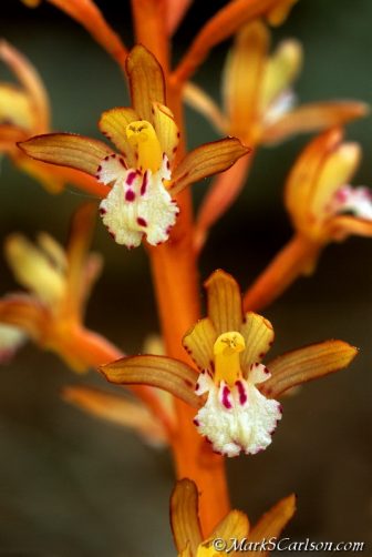 Carlson prefers to photograph the state’s “showiest” orchids. Pictured: Spotted coral-root orchid. Image: Mark S. Carlson
