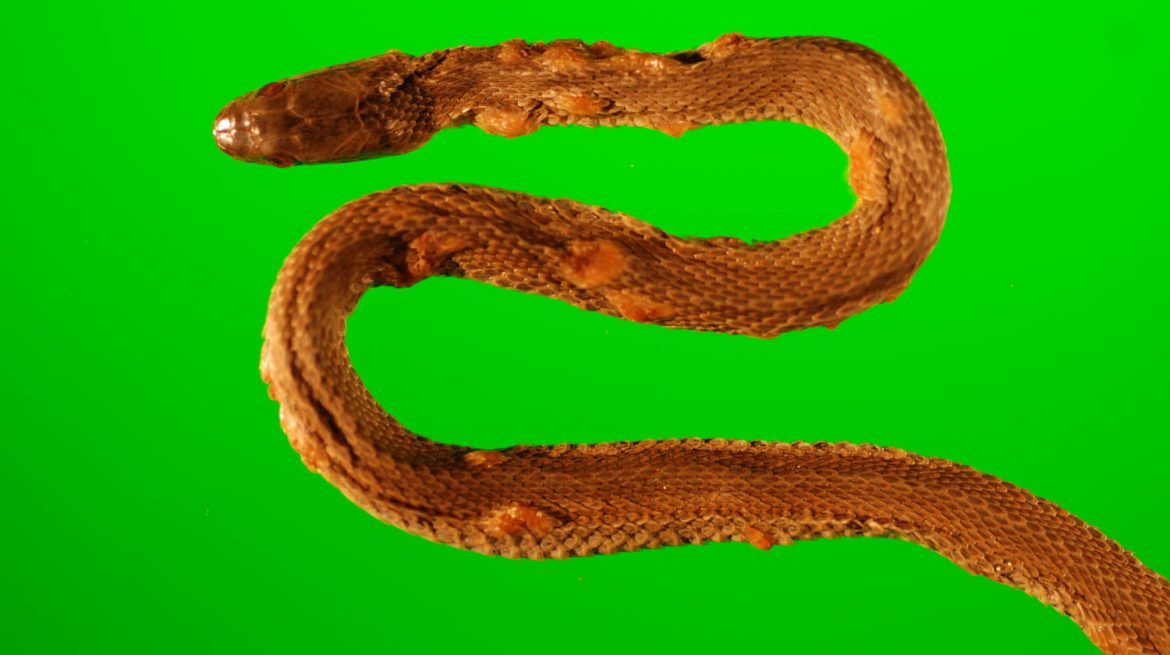 infected-northern-water-snake_de-green