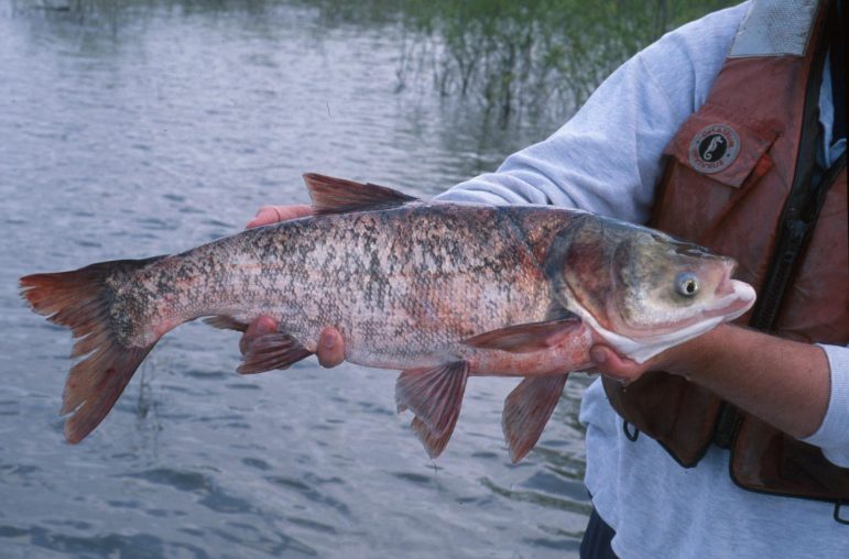 NWF expresses concerns about Asian Carp discovery | Great Lakes Echo