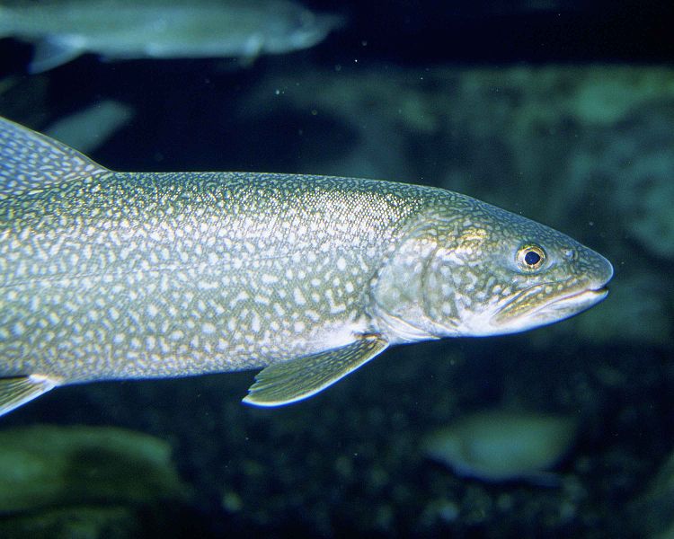 Pisces porn: Could the sounds of spawning lure lake trout?