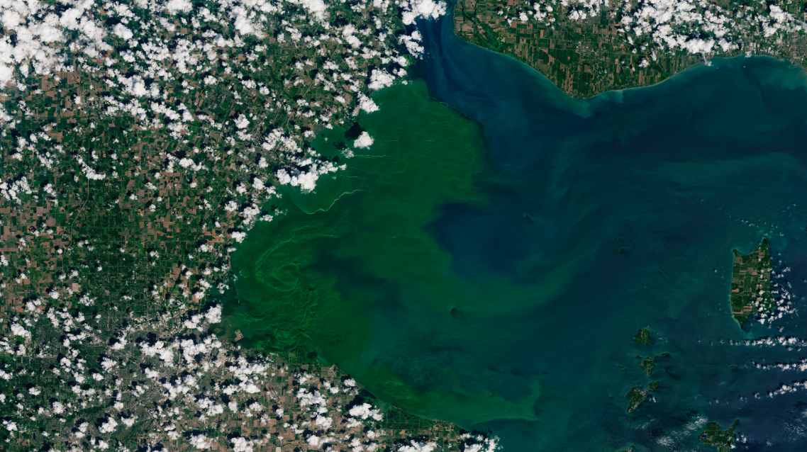 Harmful algae could kill invasive mussels - Great Lakes Echo