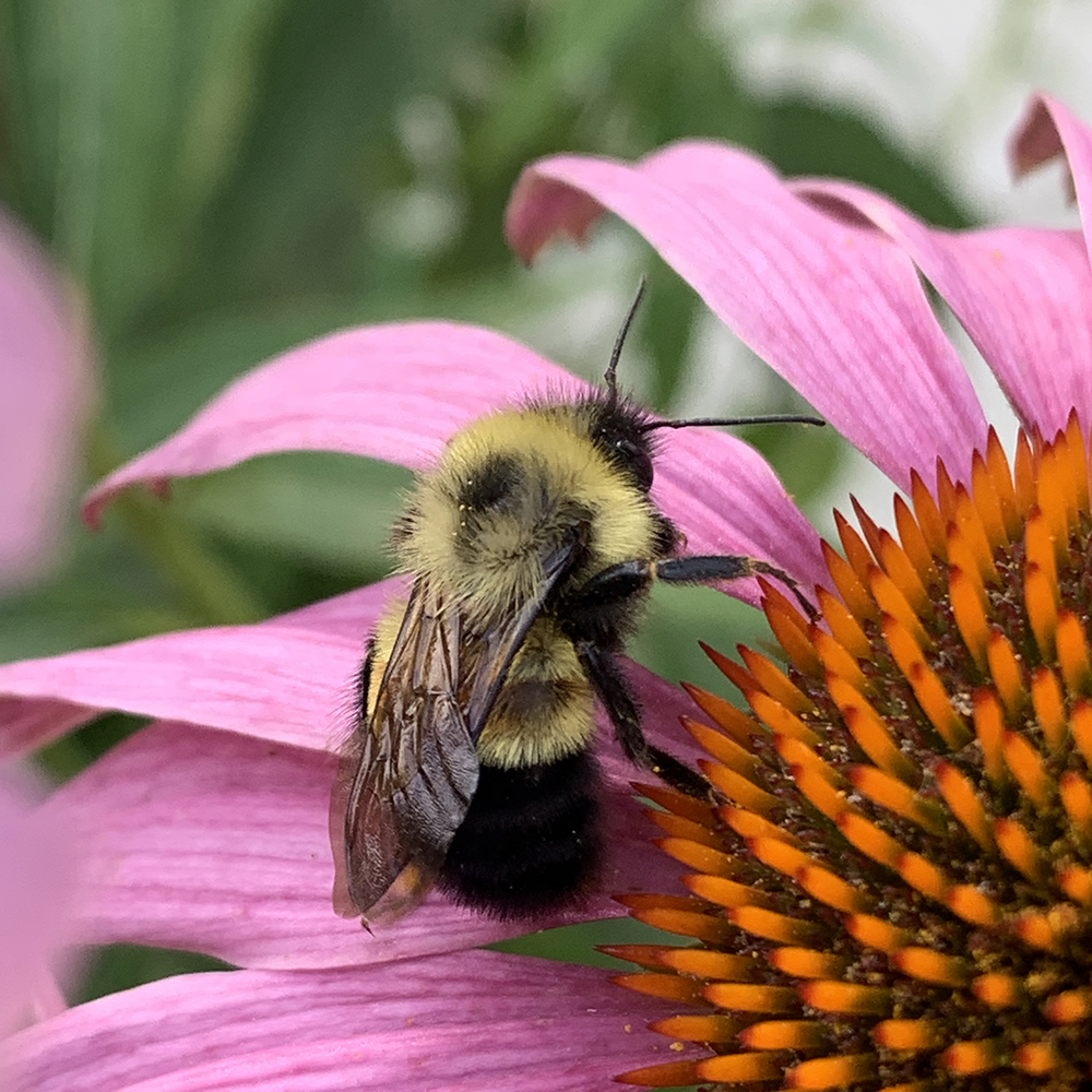 The Mission To Recover The Rusty Patched Bumblebee Great Lakes Echo
