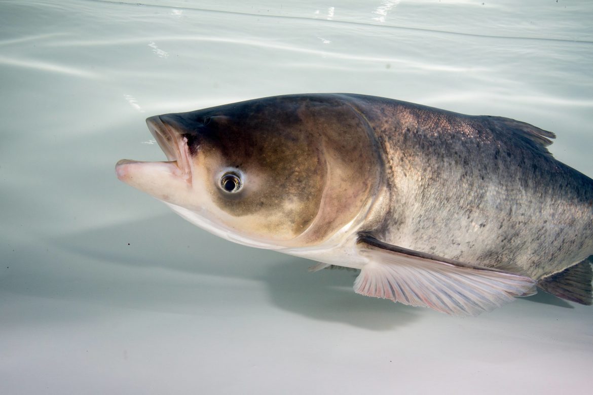 Bigheaded carp pose big threat, new model suggests - Great Lakes Echo