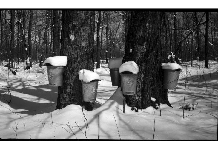 Climate change threatens maple syrup production - Great Lakes Echo