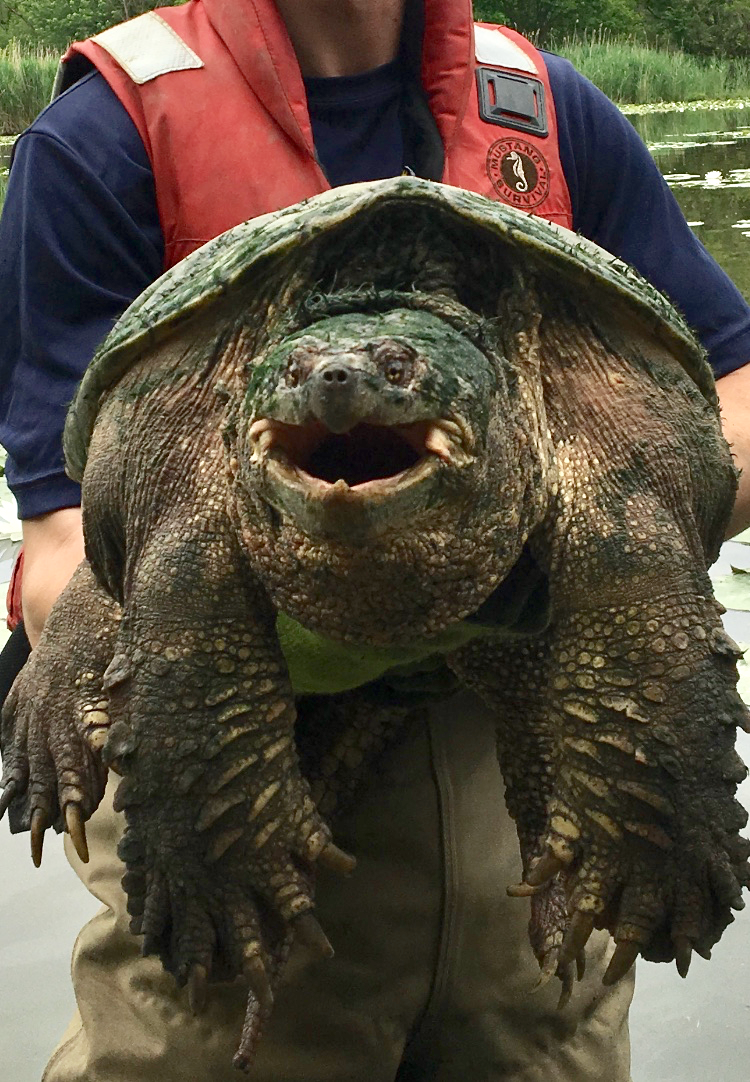 giant freshwater turtle