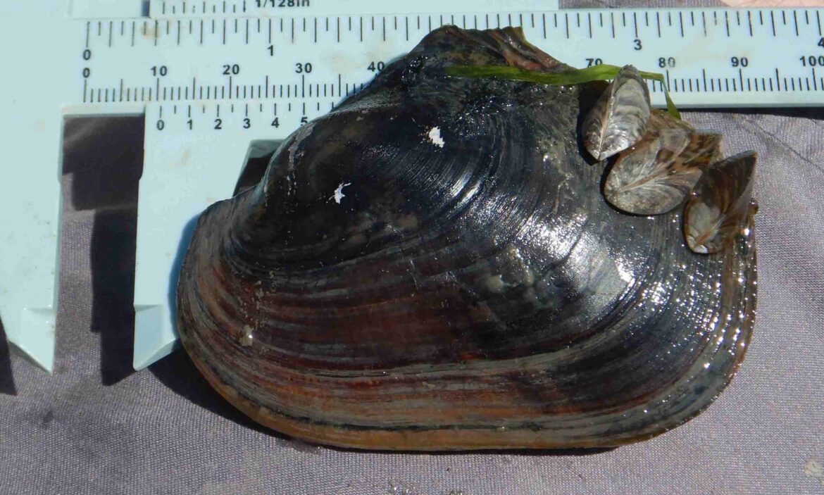 Researchers investigate native mussels in Detroit River for first time since 1990s - Great Lakes Echo
