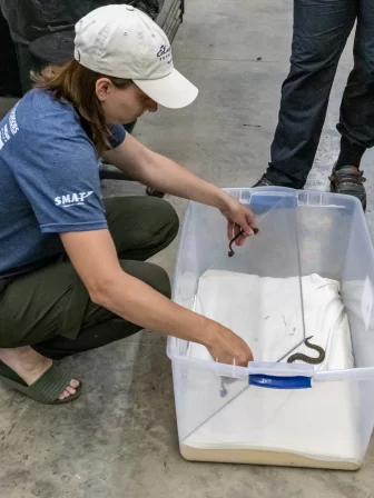  Marianna Vanderweide carefully places a pane of plexiglass on an eastern massasauga, squeezing it into the foam bottom of the container. Image: Ruth Thorton/WKAR