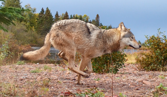 An Isle Royale wolf. Image: National Park Service